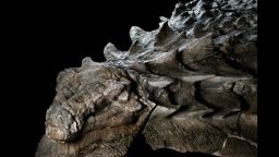 Fossilized nodosaur found in Alberta, Canada