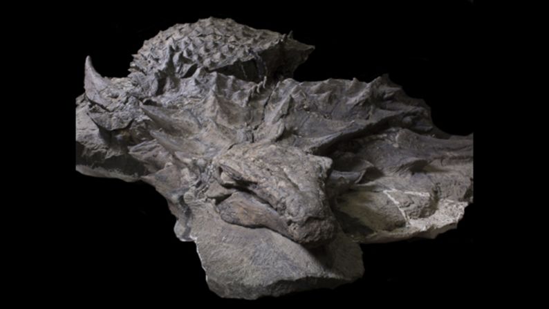 Nodosaurs were herbivores who walked on four legs and were covered in tank-like armor and dotted with spikes for protection. But this recently unveiled 110 million-year-old fossil is the <a href="index.php?page=&url=http%3A%2F%2Fwww.cnn.com%2F2017%2F05%2F14%2Famericas%2Fperfect-dinosaur-fossil-alberta-canada-museum-trnd%2Findex.html">most well-preserved</a> of the armored dinosaurs ever unearthed. 