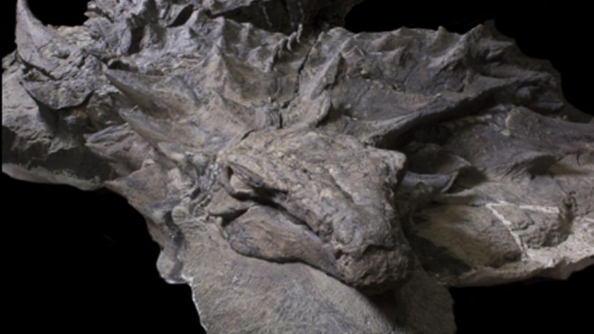 Royal Tyrrell Museum nodosaur