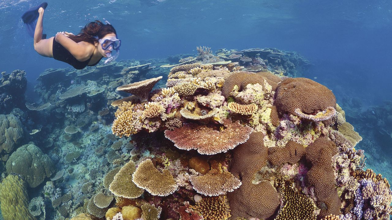 The Great Barrier Reef may disappear by 2050.