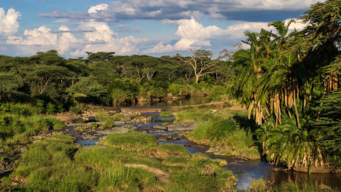 A small river flows through palm-lined shores in a lush savannah grassland in Serengeti National Park.