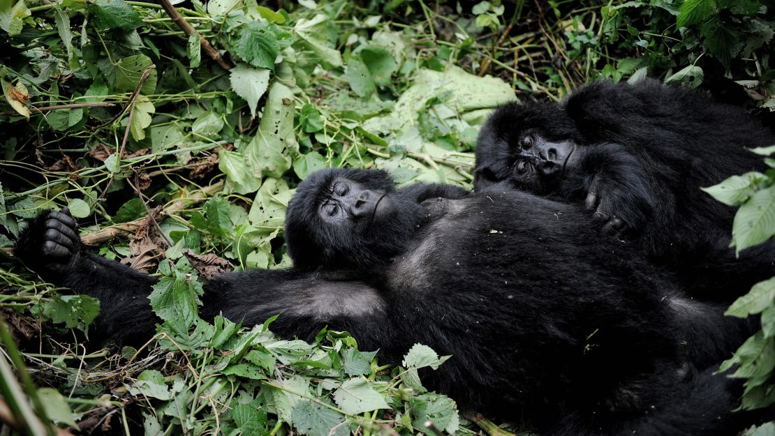 Two mountain gorillas lay on a bed of brush on the slopes of Mount Mikeno in the Virunga National Park.