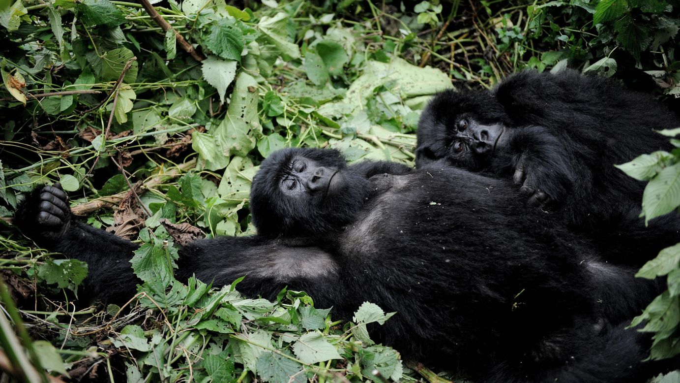 Two mountain gorillas lay on a bed of brush in a clearing on the slopes of Mount Mikeno in the Virunga National Park. 