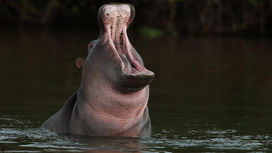 A hippopotamus howls while bathing in the Limpopo River at the Pafuri game reserve in Kruger National Park.