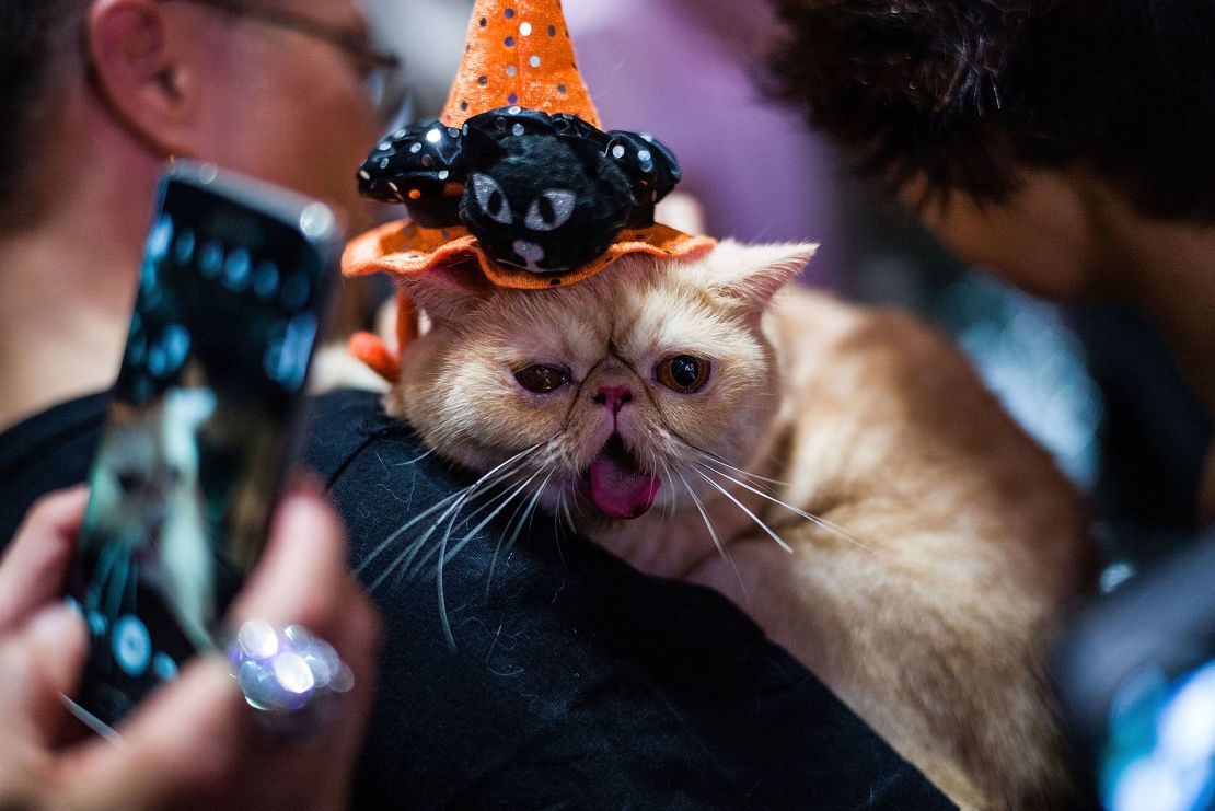 Lan Kwai Fong is always a party hotspot -- and it comes to life at Halloween, when everyone gets involved -- even this cat. 