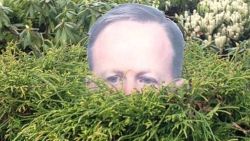 spicer bushes