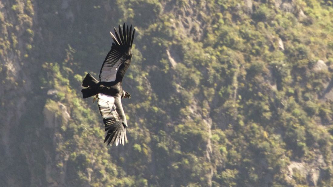 <strong>Condor spotting: </strong>It's also the best place in the world to see condors, the largest flying bird on the planet.
