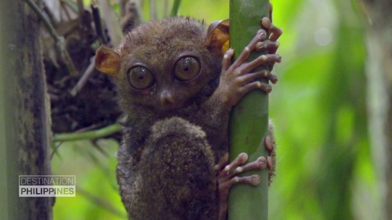 Tarsier monkey hot sale for sale