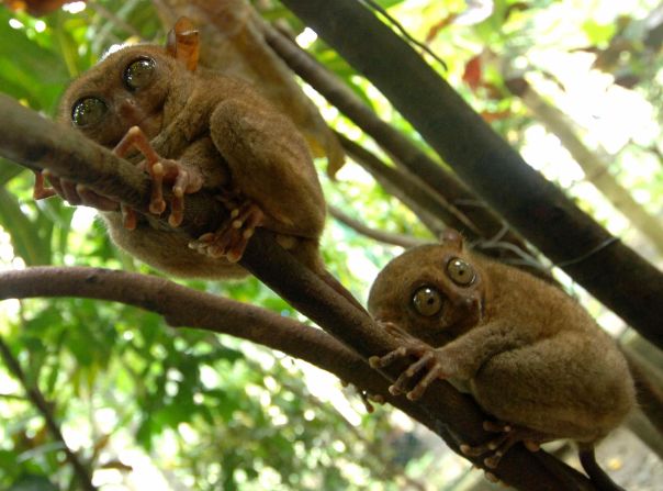 <strong>Tiny tarsiers:</strong> The tarsier is the world's second-smallest primate -- about the size of an adult palm. They are a protected species in the Philippines with just 5,000-10,000 left in the wild.