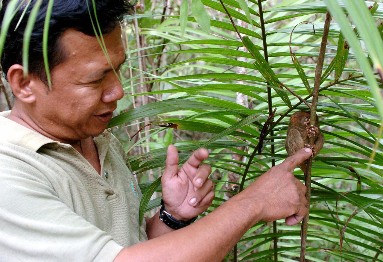 <strong>Forest sanctuary:</strong> Tarsier hunter-turned-conservationist Carlito Pizarras inspects one of his tiny wards at the <a href="http://www.tarsierfoundation.org/" target="_blank" target="_blank">Philippine Tarsier Foundation</a> in Corella, on Bohol Island in the Philippines. 