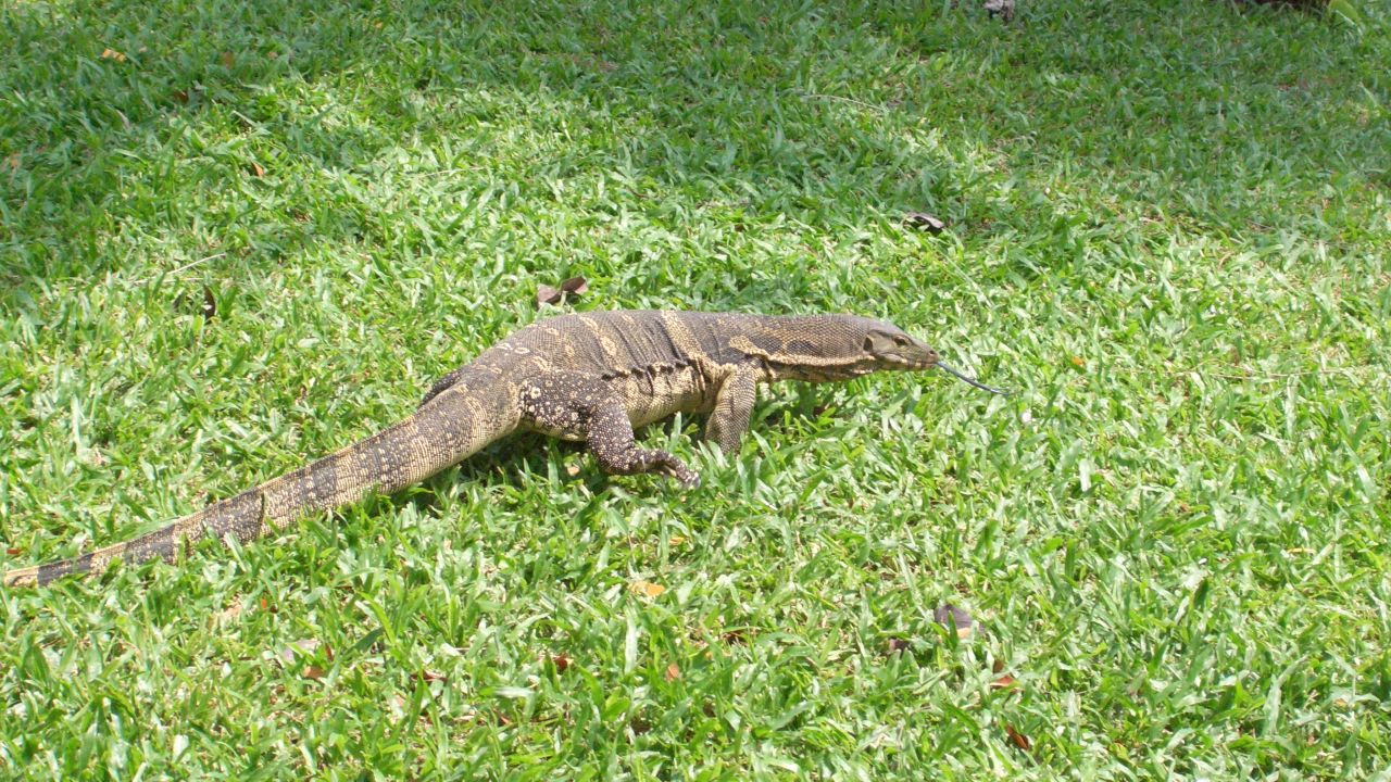 Don't miss the Lumpini lizards.