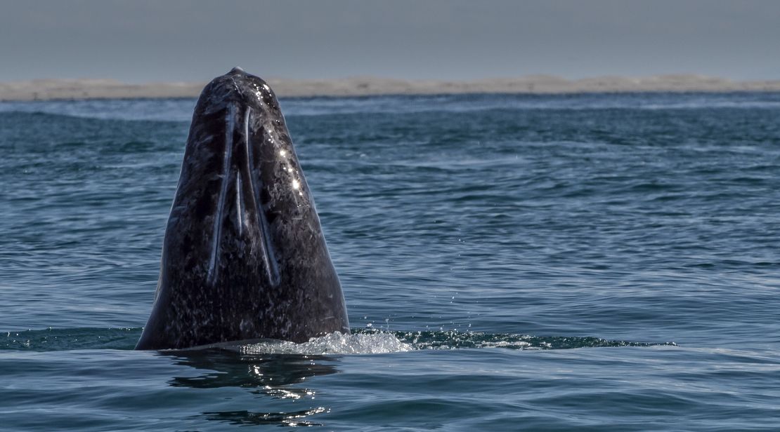 Cetaceans are naturally inquisitive and "spyhopping," as it is known, allows them to take a closer look.