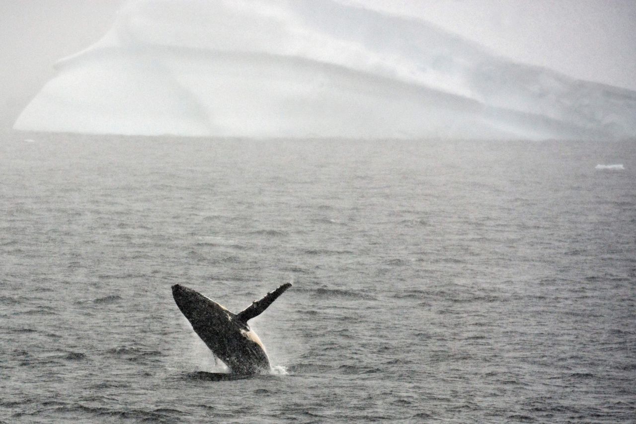 There are few sights more majestic than a humpback breaching.