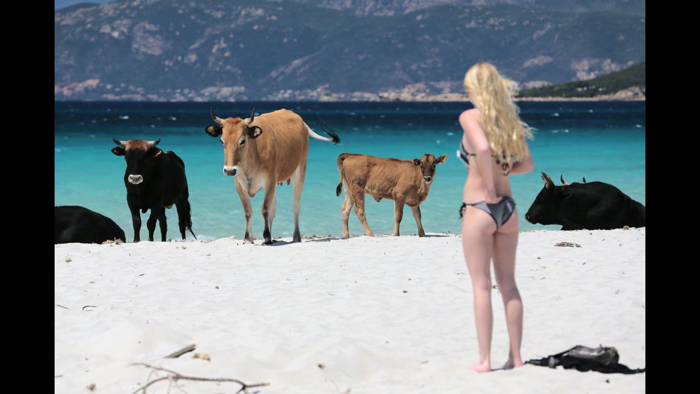 A woman looks at cows on a beach in Coti-Chiavari, a commune on the French island of Corsica, on Wednesday, May 17.