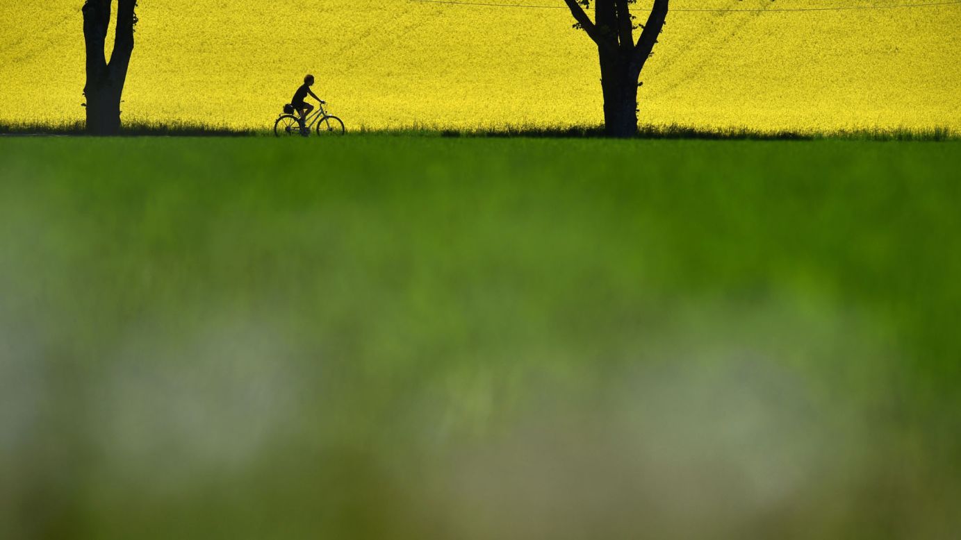 A cyclist rides past a flowering rapeseed field not far from the German village of Schongeising on Wednesday, May 17. <a href="http://www.cnn.com/2017/05/11/world/gallery/week-in-photos-0512/index.html" target="_blank">See last week in 28 photos</a>