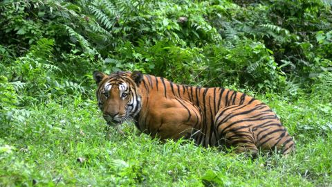 (FILES) In this photograph taken on December 21, 2014, a Royal Bengal Tiger pauses as it walks through a jungle clearing in Kaziranga National Park, some 280kms east of Guwahati.
The number of wild tigers across the globe has increased for the first time in a century thanks to improved conservation efforts, wildlife groups said on April 11. Data compiled by the WWF and the Global Tiger Forum show that the global population of wild tigers has risen to an estimated 3,890 from an all-time low of 3,200 in 2010.
 / AFP / STR        (Photo credit should read STR/AFP/Getty Images)