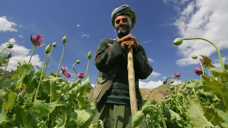 Poppy farmer Abdul Rassod looks over his field in Panshar, Afghanistan, on May 29, 2005. Afghanistan is the world's largest producer of opium and heroin.