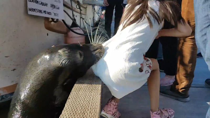 Sea lion drags girl into water