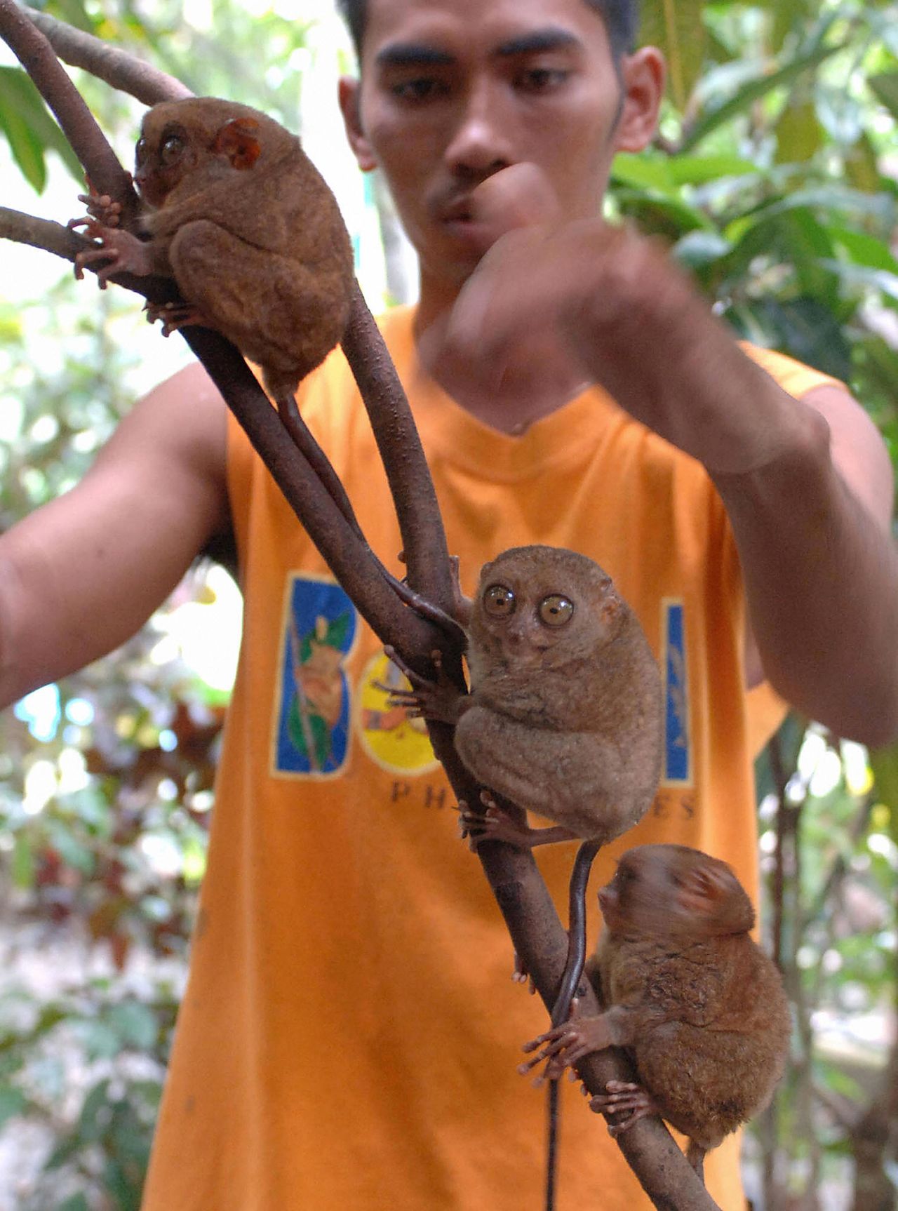 <strong>Free rei</strong><strong>n</strong>: The Foundation looks after roughly 100 of these animals across a 8.4-hectare forested sanctuary, with one open observational enclosure that allows tarsiers to come and go as they please.