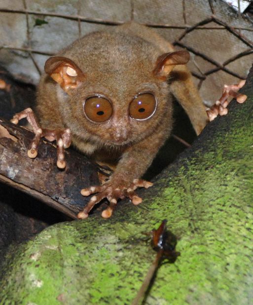 <strong>Nocturnal noms:</strong> A tarsier sets its eyes on dinner. The animals spend all night hunting, then sleep during the day.