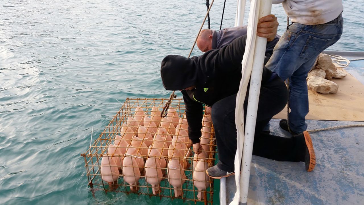 Edivo Vina wines are aged underwater for more than a year.