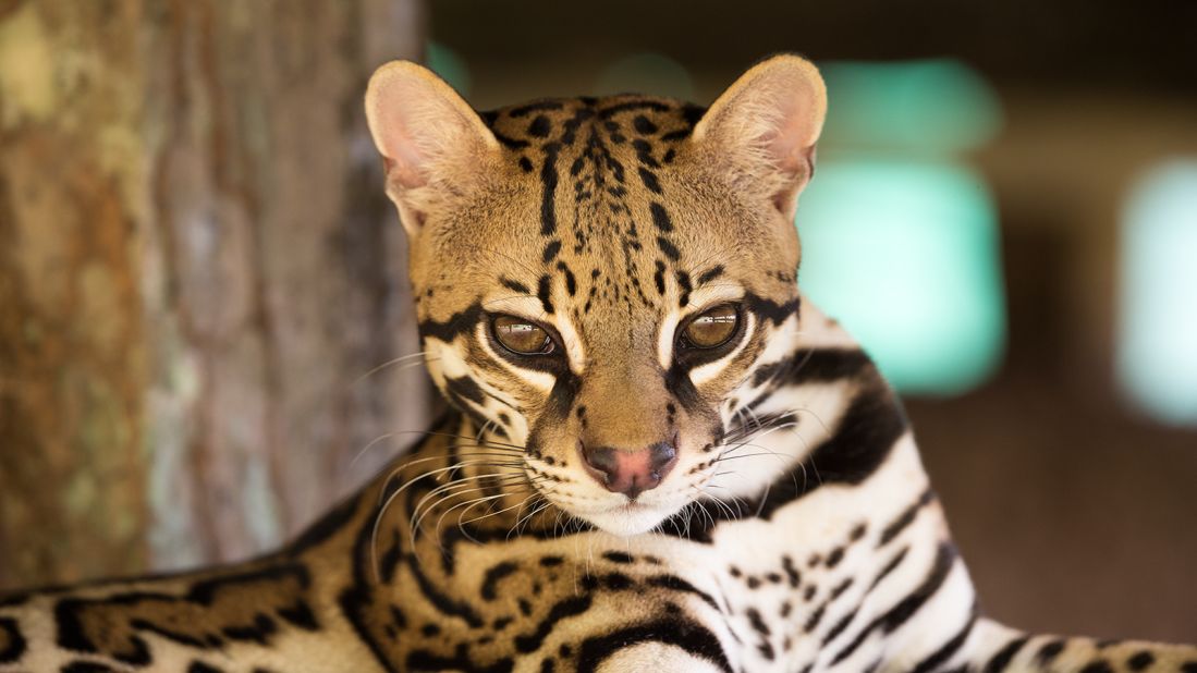 The elusive ocelot is the third largest of Costa Rica's six wild cat species after the puma and jaguar. With outsized feet, which help it climb trees, its Spanish nickname is mano gordo ("fat hand"). Nocturnal, they prey on everything from small rodents to iguanas. 
