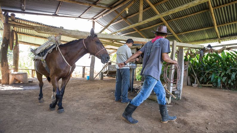 In the past, trapiches, or sugar mills, were used to make a series of sweet products from sugar cane. Yoked oxen or horses rotated wooden rollers, between which the cane was fed to extract juice. On the outskirts of Rancho Quemado, the Trapiche Don Carmen is a contemporary attraction on the Camino del Oro. 