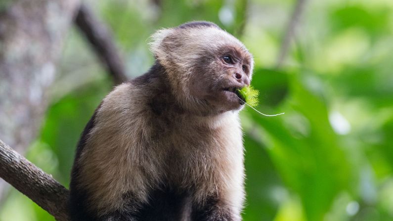 The Osa Peninsula is the only place to see all four of Costa Rica's monkey species. White-faced, or white-headed, capuchins are one of the smartest of all monkeys, with large brains and dexterous hands for manipulating tools. Omnivorous, they have a typical lifespan of about 50 years. 