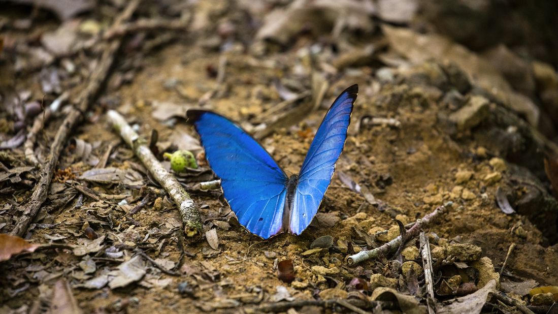 Costa Rica is home to about 1,250 species of butterflies, of which the blue morpho is one of the most spectacular. Adult morphos spend almost all their time on the forest floor. Their bright blue coloring is the result of microscopic scales on the wings, which reflect light with dramatic intensity.  