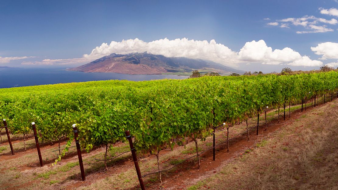 MauiWine: 2,000 feet above sea level on the slopes of a volcano. 