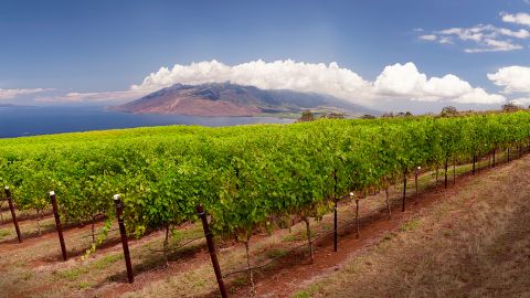MauiWine: 2,000 feet above sea level on the slopes of a volcano. 