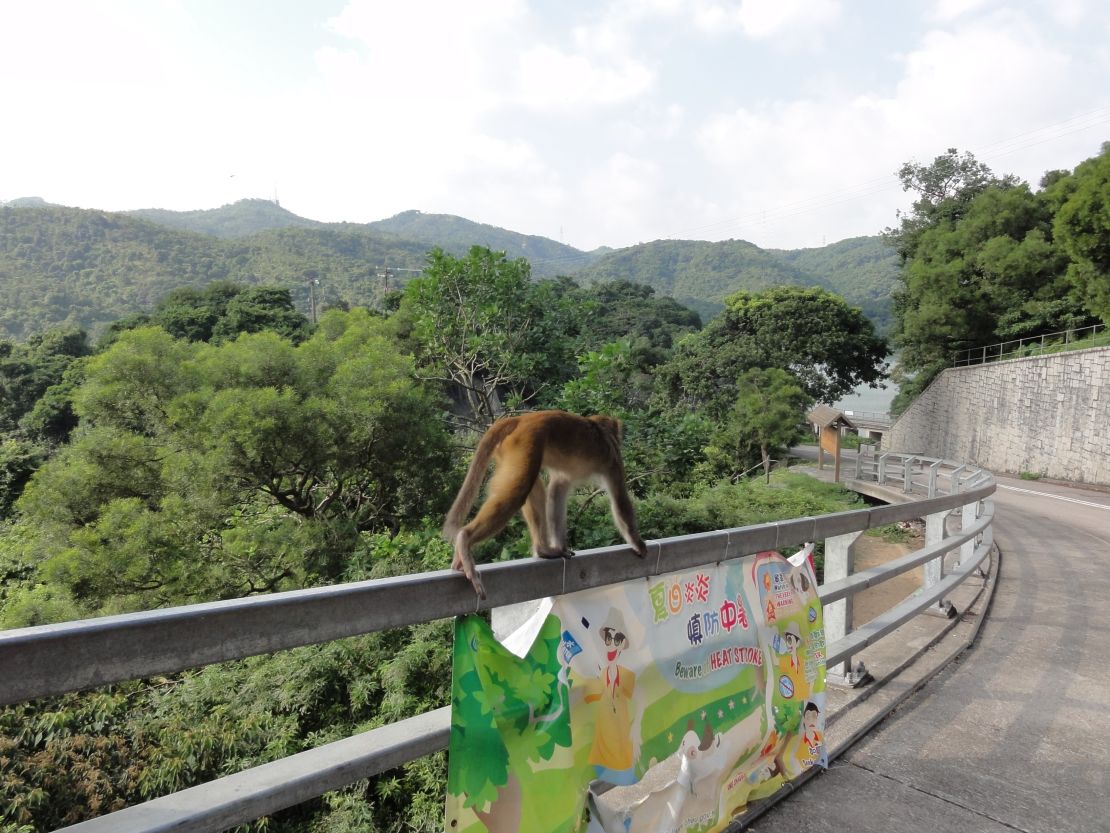 Dodge the monkeys and enjoy the greenery at Kam Shan.