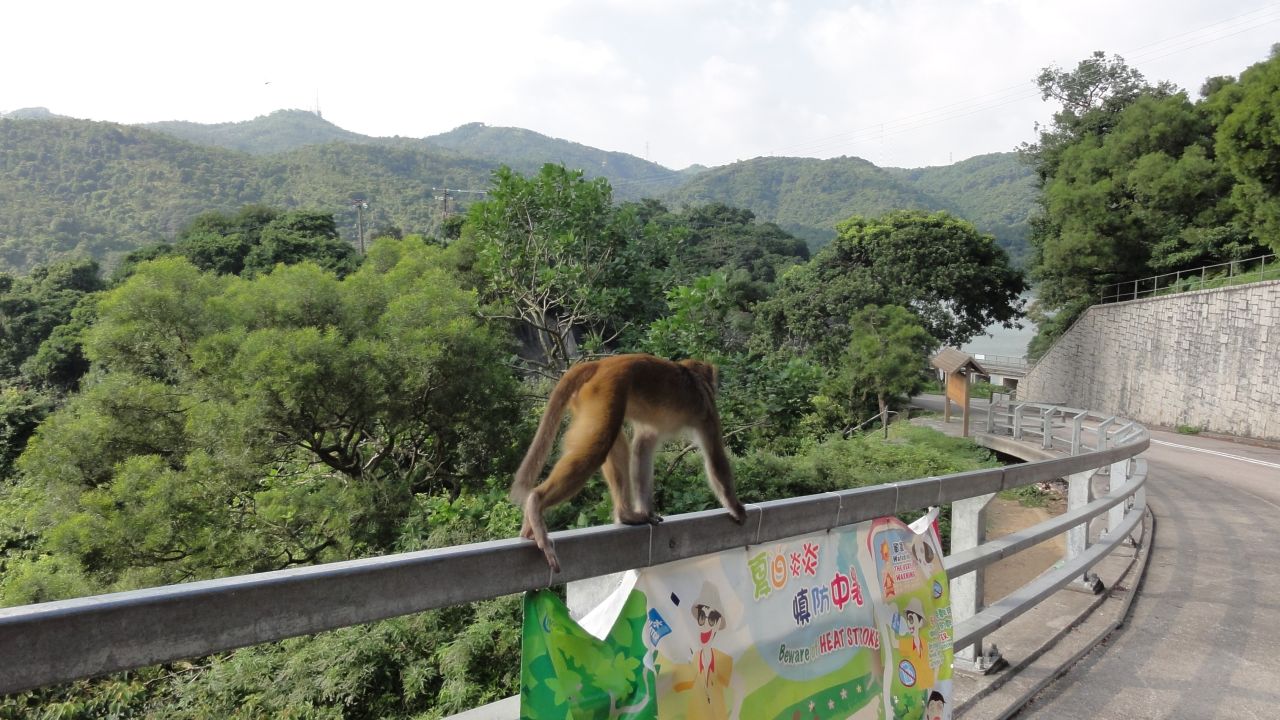 Dodge the monkeys and enjoy the greenery at Kam Shan.