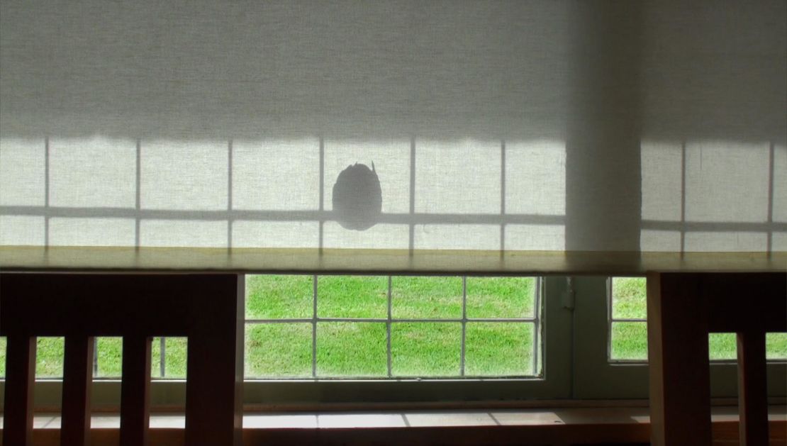 A bird silhoutted against a blind. Kiarostami "cleaned his eyes with nature" according to his son.