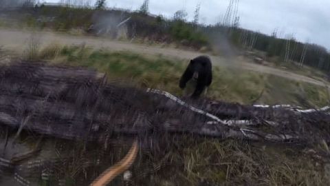 bear attacks hunter