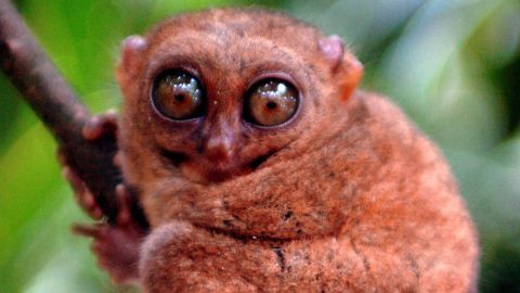 BOHOL, PHILIPPINES:  A Tarsier stares out towards visitors from inside its cage at a captive breeding center in Loboc on Bohol island, in the central Philippines 11 January 2005.  Officials say the tiny tree-dwelling mammals, sometimes called the world's smallest monkeys, are in danger of extinction due to the disappearance of the country's forests.    AFP PHOTO/Jay DIRECTO  (Photo credit should read JAY DIRECTO/AFP/Getty Images)