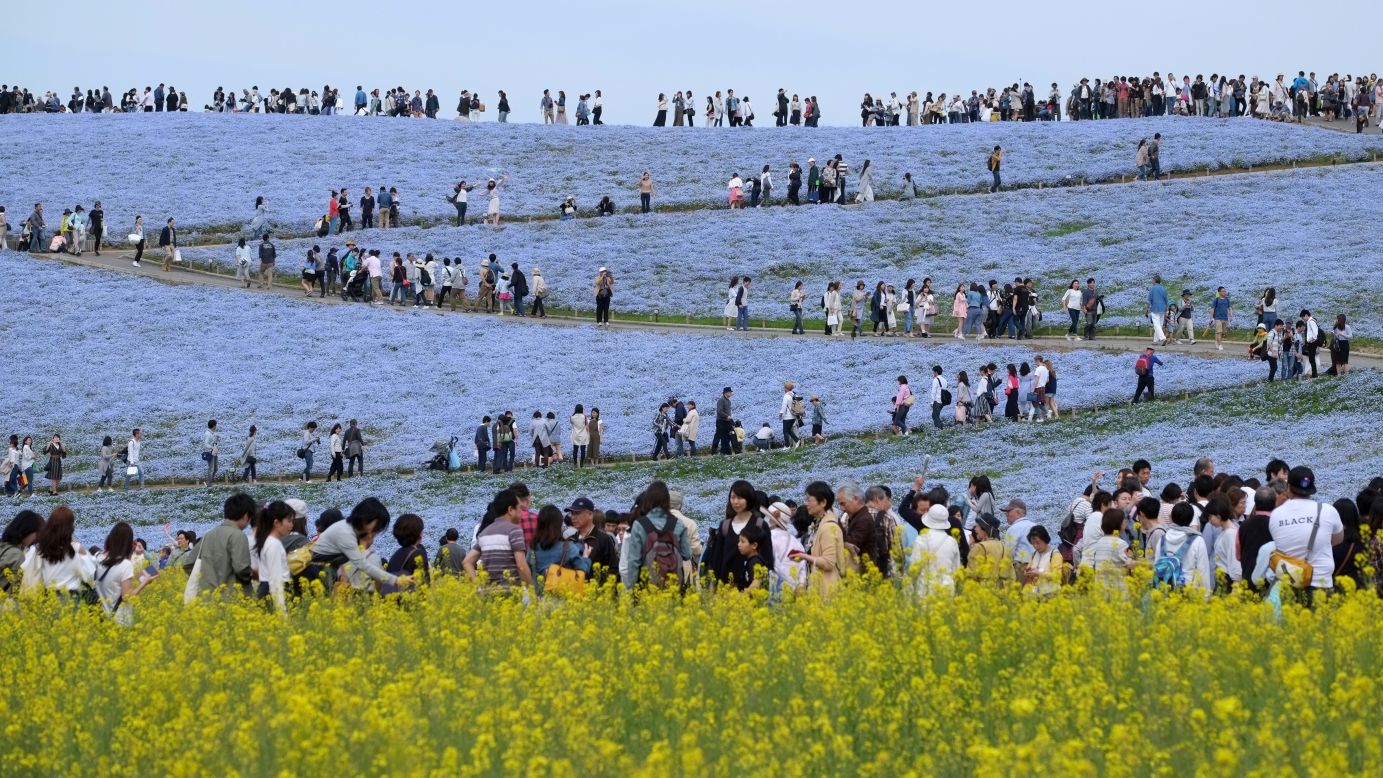 <strong>Hitachinaka, Japan: </strong>Visitors enjoy the display of nemophila flowers at Hitachi Seaside Park in Ibaraki Prefecture. An estimated 4.5 million of the flowers bloom here during April and May. 