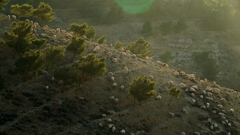 <strong>Madaba Governorate, Jordan: </strong>A flock of sheep are seen during sunset on a hillside in Madaba Governorate, Jordan. 