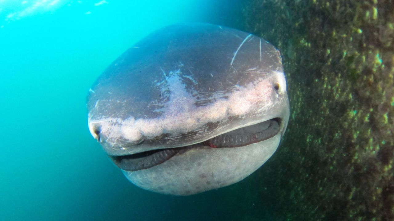 A rare megamouth shark is seen in Tateyama, Japan, after getting accidentally caught in a fishing net on Monday, May 22. It was freed but did not survive, <a href="http://www.asahi.com/ajw/articles/AJ201705240038.html" target="_blank" target="_blank">according to the Asahi Shimbun newspaper.</a>