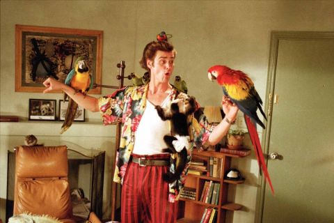 <strong>"Ace Ventura: Pet Detective":</strong> Jim Carrey stars as a rambunctious wildlife detective who tries to aid the search for the Miami Dolphins' missing mascot. <strong>(Hulu) </strong>