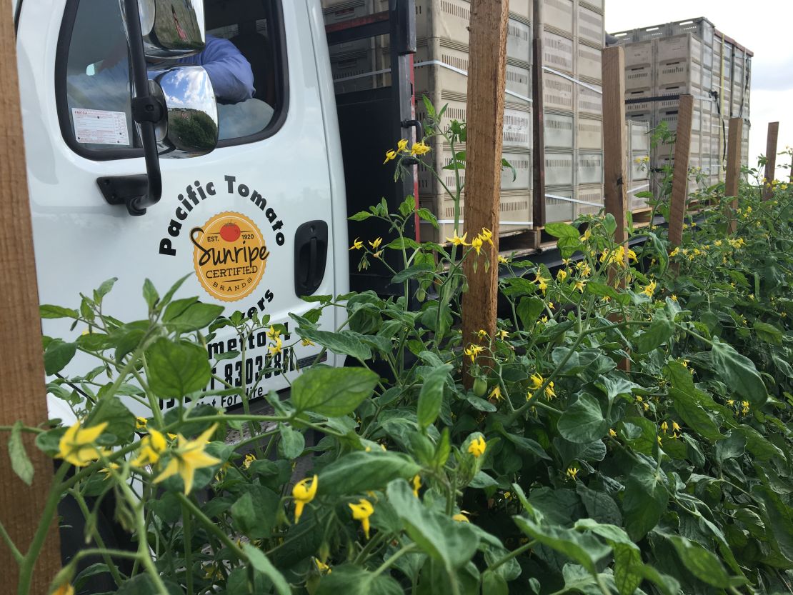 A truck on a tomato farm in Immokalee.