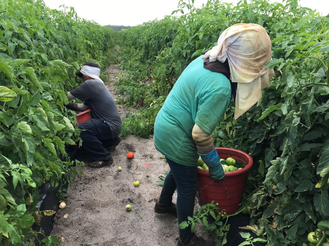 Workers pick tomatoes on a farm in Immokalee, Florida.