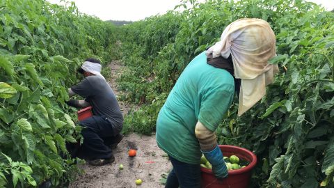 Workers pick tomatoes on a farm in Immokalee, Florida.