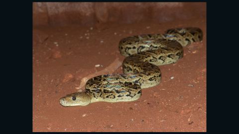 A Cuban boa, which scientist Vladimir Dinets says he observed working collaboratively to catch fruit bats