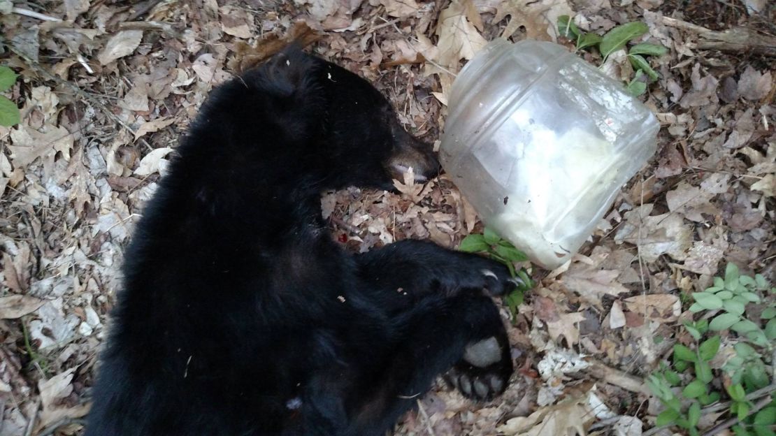 Bear saved after getting its head stuck in a bucket | CNN