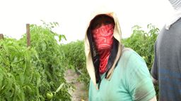 Farm worker Alejandrina Carrera works on a tomato farm in Immakolee, Florida.