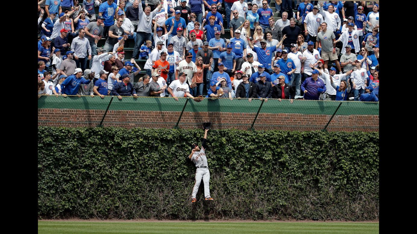 San Francisco's Mac Williamson leaps into the Wrigley Field ivy, but he can't reach the ball hit by the Chicago Cubs' Kris Bryant on Thursday, May 25.