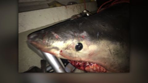 Australia shark jumps onto boat