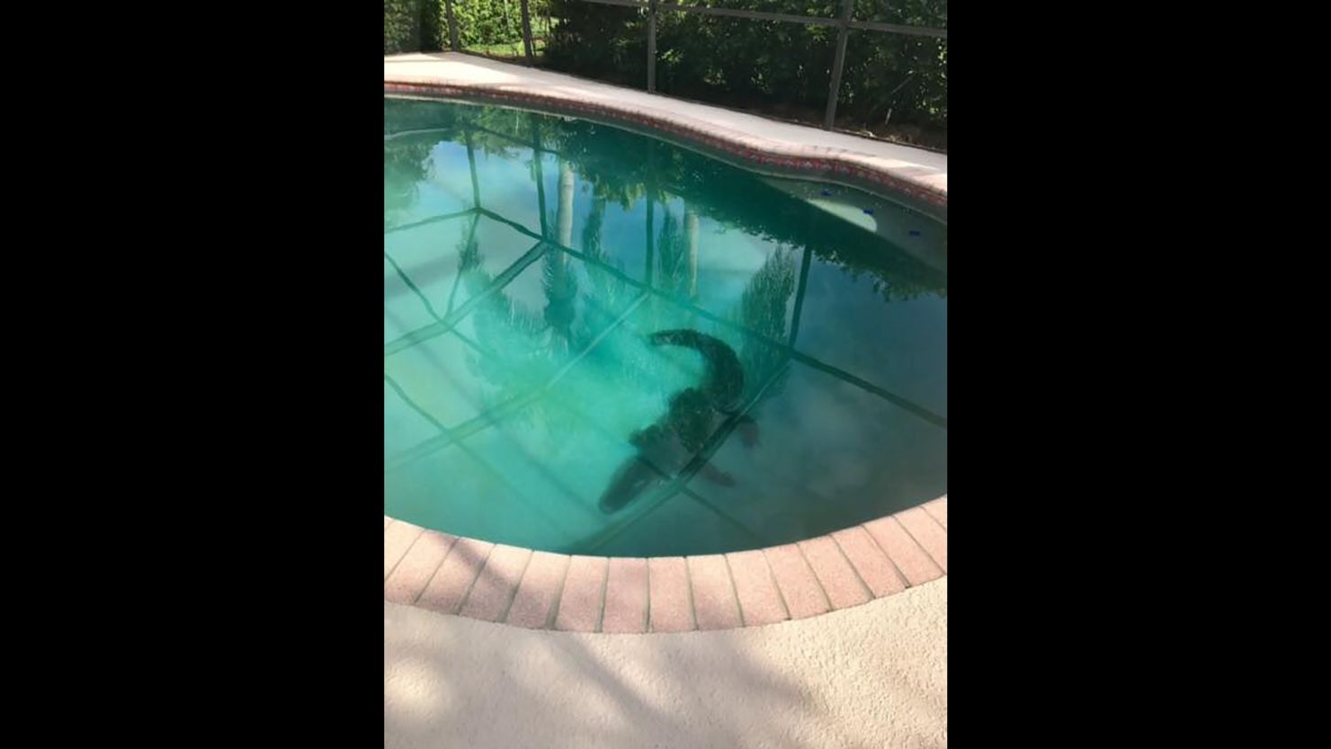 A family found this 8-foot alligator in their Venice, Florida, swimming pool over Memorial Day weekend.