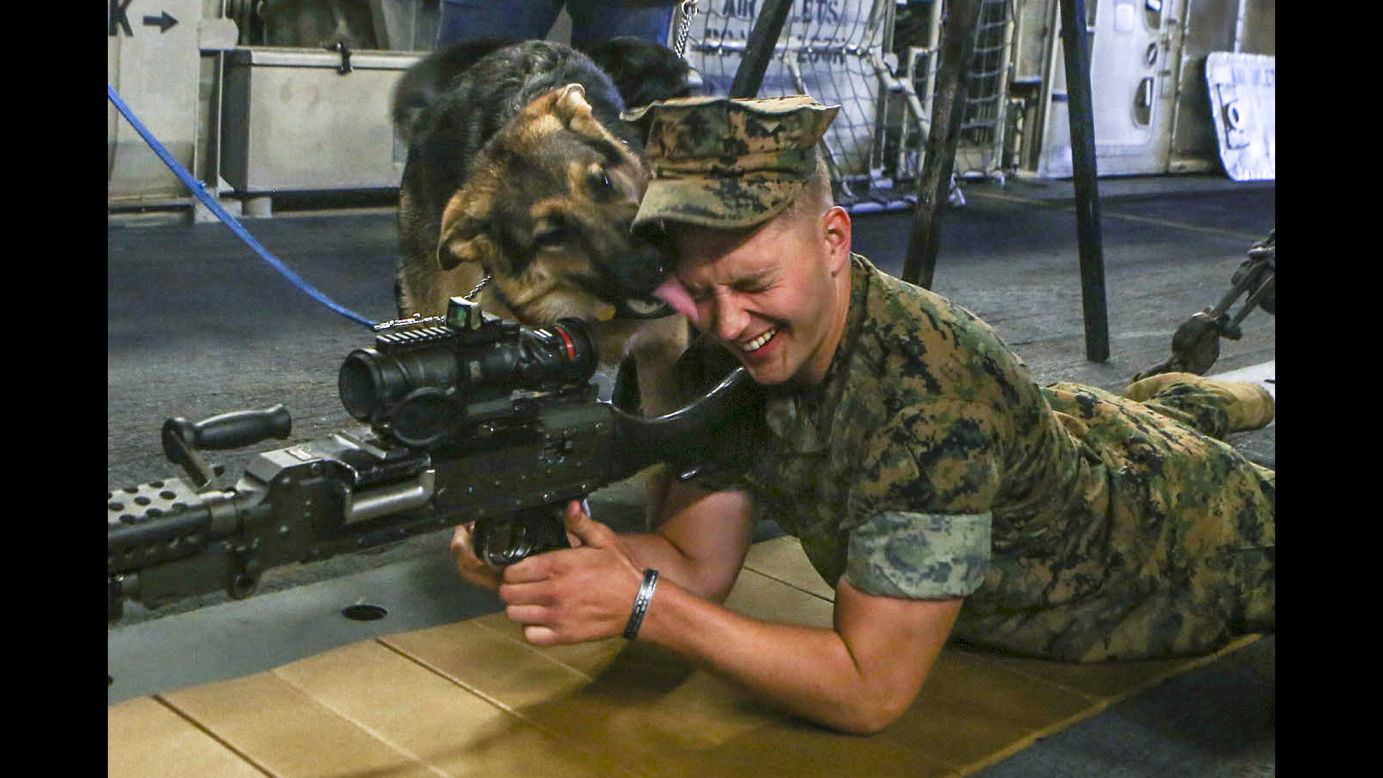 A puppy shows affection toward a Marine during a Fleet Week demonstration in New York on Thursday, May 25. The puppy is training to be a guide dog.